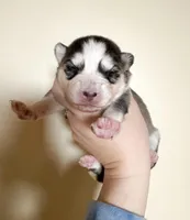 Love Bug, a female Pomsky for sale in La Verne, CA – 7 of 7