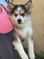 Love Bug, a female Pomsky for sale in La Verne, CA – 5 of 7
