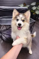 Love Bug, a female Pomsky for sale in La Verne, CA – 2 of 7