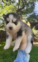 Love Bug, a female Pomsky for sale in La Verne, CA – 6 of 7