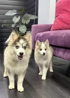Love Bug, a female Pomsky for sale in La Verne, CA – 3 of 7