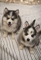 Sweetie, a female Pomsky for sale in La Verne, CA – 2 of 10