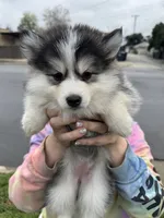 Sweetie, a female Pomsky for sale in La Verne, CA – 6 of 10