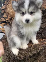 Sweetie, a female Pomsky for sale in La Verne, CA – 5 of 10