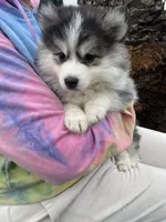 Sweetie, a female Pomsky for sale in La Verne, CA – 3 of 10