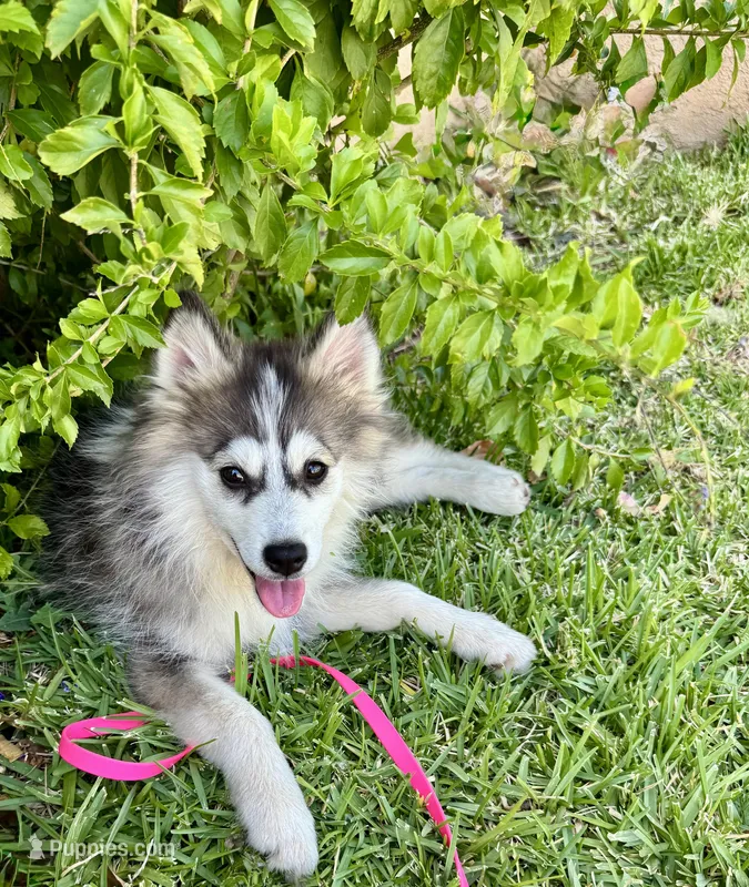 Sweetie – Pomsky puppy for sale in La Verne, CA