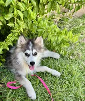 Sweetie, a female Pomsky for sale in La Verne, CA – 1 of 10