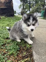 Sweetie, a female Pomsky for sale in La Verne, CA – 7 of 10