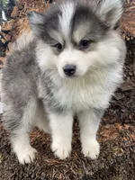 Sweetie, a female Pomsky for sale in La Verne, CA – 4 of 10