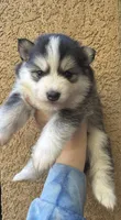 Sweetie, a female Pomsky for sale in La Verne, CA – 10 of 10