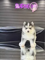 Sweetie, a female Pomsky for sale in La Verne, CA – 8 of 10