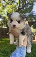 Darling , a female Pomsky for sale in La Verne, CA – 7 of 8