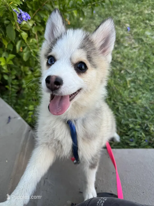 Darling  – Pomsky puppy for sale in La Verne, CA