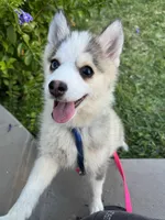 Darling , a female Pomsky for sale in La Verne, CA – 1 of 8