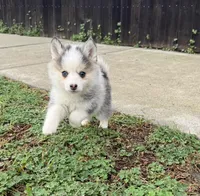 Darling , a female Pomsky for sale in La Verne, CA – 5 of 8