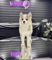 Darling , a female Pomsky for sale in La Verne, CA – 4 of 8