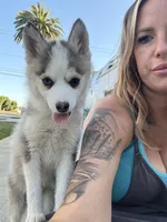 Darling , a female Pomsky for sale in La Verne, CA – 2 of 8