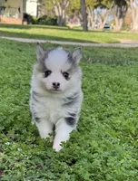 Darling , a female Pomsky for sale in La Verne, CA – 6 of 8