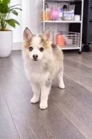 Darling , a female Pomsky for sale in La Verne, CA – 3 of 8