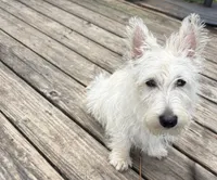 Pebbles , a female Scottish Terrier for sale in Franklin, VA – 2 of 2