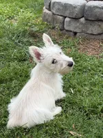 Willey~~~~AKC, a female Scottish Terrier for sale in Franklin, VA – 9 of 9