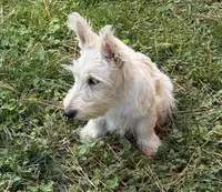Willey~~~~AKC, a female Scottish Terrier for sale in Franklin, VA – 4 of 9
