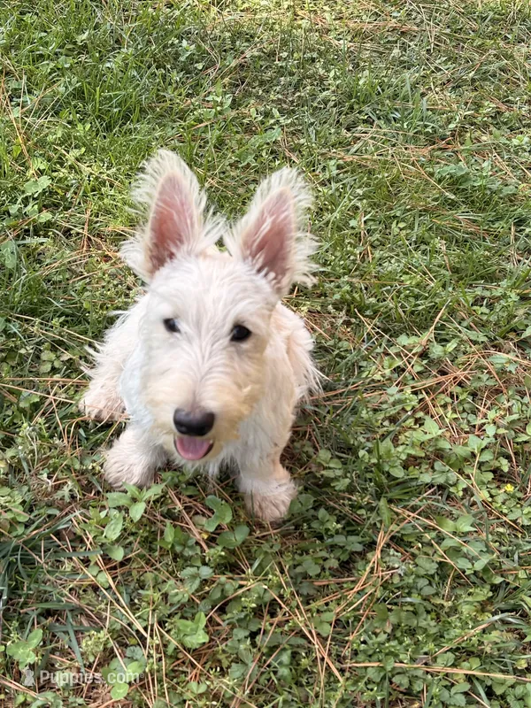 Willey~~~AKC – Scottish Terrier puppy for sale in Franklin, VA