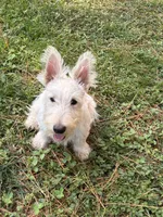 Willey~~~~AKC, a female Scottish Terrier for sale in Franklin, VA – 6 of 9