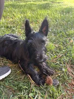 Betty ~~~~~~~AKC, a female Scottish Terrier for sale in Franklin, VA – 6 of 10