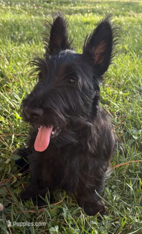 Betty ~~AKC – Scottish Terrier puppy for sale in Franklin, VA
