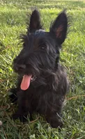 Betty ~~~~~~~AKC, a female Scottish Terrier for sale in Franklin, VA – 2 of 10