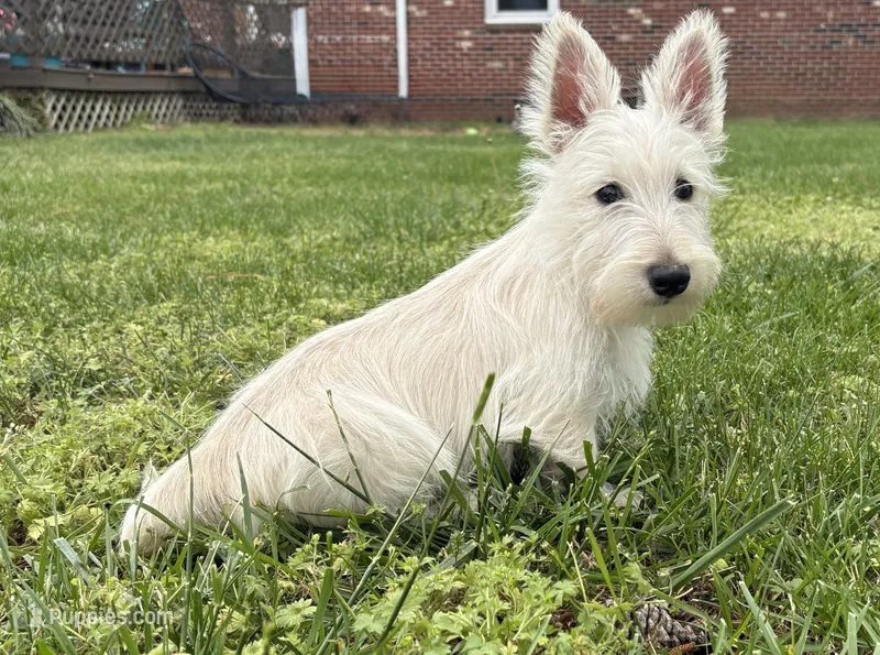 Willey~~~~AKC – Scottish Terrier puppy for sale in Franklin, VA