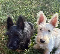 Betty ~~~~~~~AKC, a female Scottish Terrier for sale in Franklin, VA – 7 of 10