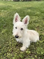Willey~~~~AKC, a female Scottish Terrier for sale in Franklin, VA – 8 of 9