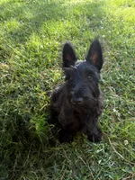 Betty ~~~~~~~AKC, a female Scottish Terrier for sale in Franklin, VA – 9 of 10