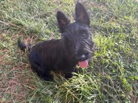 Betty ~~~~~~~AKC, a female Scottish Terrier for sale in Franklin, VA – 10 of 10