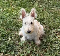 Willey~~~~AKC, a female Scottish Terrier for sale in Franklin, VA – 5 of 9