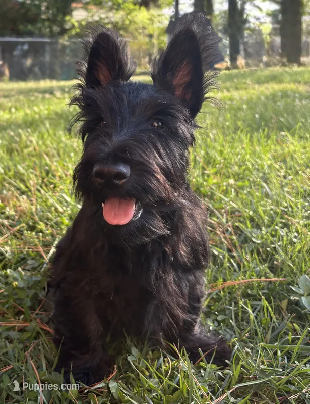 Betty ~~~~~~~AKC – Scottish Terrier puppy for sale in Franklin, VA