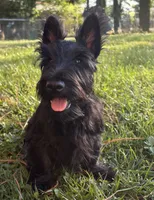 Betty ~~~~~~~AKC, a female Scottish Terrier for sale in Franklin, VA – 1 of 10