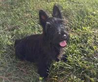 Betty ~~~~~~~AKC, a female Scottish Terrier for sale in Franklin, VA – 3 of 10