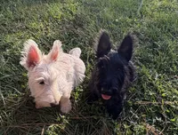 Betty ~~~~~~~AKC, a female Scottish Terrier for sale in Franklin, VA – 5 of 10