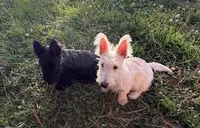 Betty ~~~~~~~AKC, a female Scottish Terrier for sale in Franklin, VA – 8 of 10