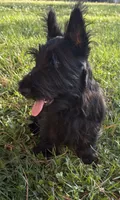 Betty ~~~~~~~AKC, a female Scottish Terrier for sale in Franklin, VA – 4 of 10