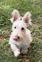 Willey~~~~AKC, a female Scottish Terrier for sale in Franklin, VA – 3 of 9