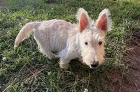 Willey~~~~AKC, a female Scottish Terrier for sale in Franklin, VA – 2 of 9