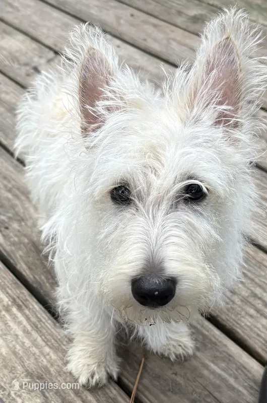 Pebbles  – Scottish Terrier puppy for sale in Franklin, VA