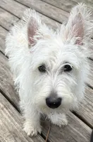 Pebbles , a female Scottish Terrier for sale in Franklin, VA – 1 of 2