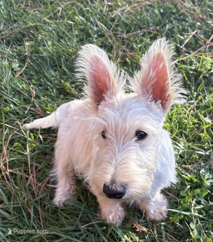 Willey~~~~AKC – Scottish Terrier puppy for sale in Franklin, VA