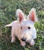 Willey~~~~AKC, a female Scottish Terrier for sale in Franklin, VA – 1 of 9