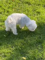 Mortie, a male Maltese for sale in Cleveland, OH – Photo 4 of 4
